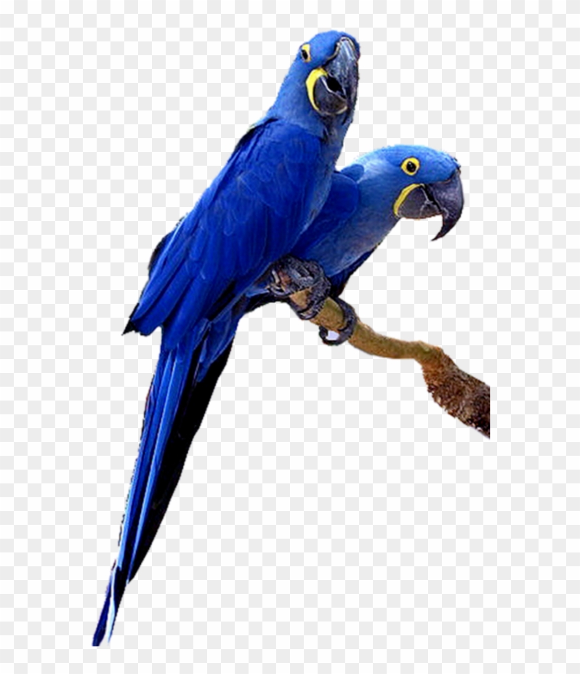 #mq #blue #birds #bird #flying #nature - Transparent Background Macaw Png Clipart