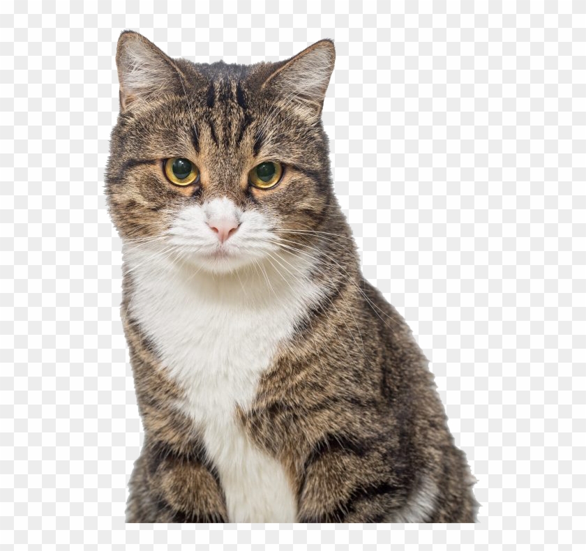 Why Not Offer Your Cat The Best Option And Choose Iodocat - Domestic Short-haired Cat Clipart #3651894