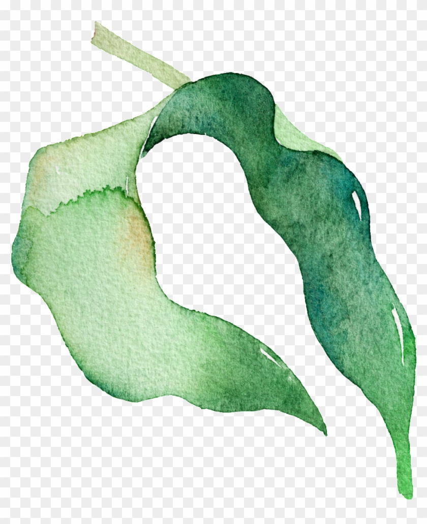 Green Watercolor Pea Leaf Cartoon Transparent Material - Illustration Clipart