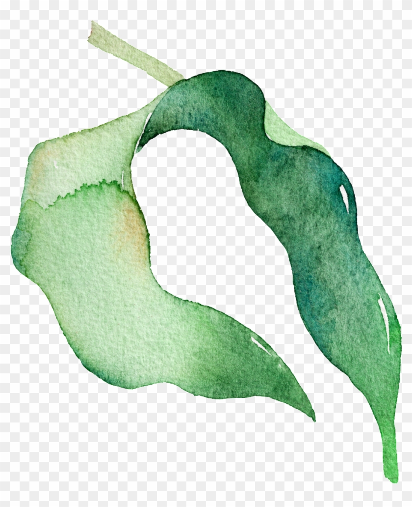 Green Watercolor Pea Leaf Cartoon Transparent Material - Illustration Clipart #3653077