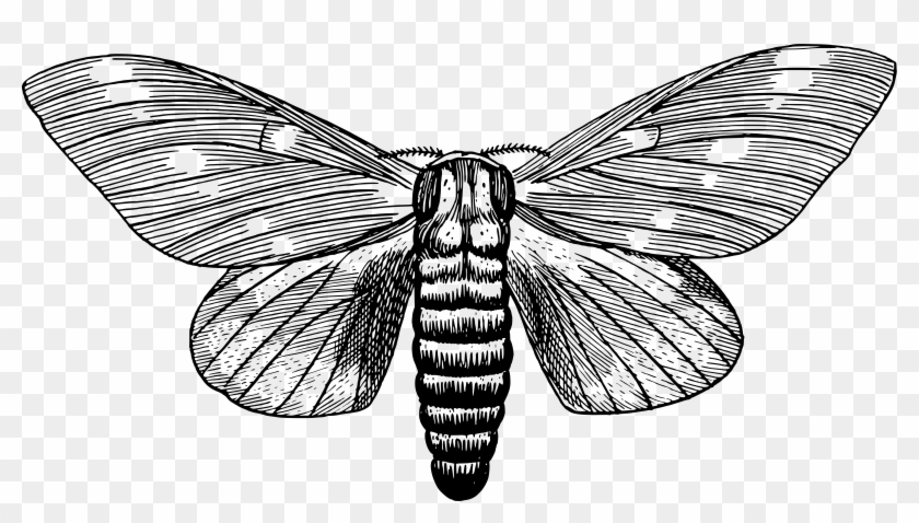 This Free Icons Png Design Of Regal Moth - Moth Clipart Black And White Transparent Png #3654541