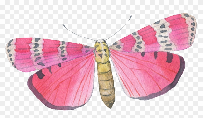Transparent Moth Cream Colored - Drawing Clipart