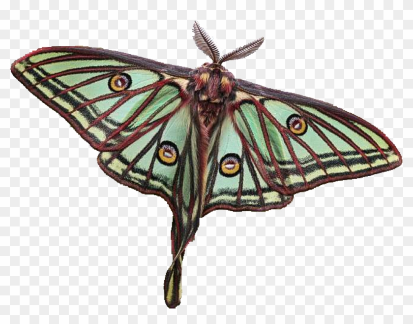 Moon Moths - Spanish Luna Moth Tattoo Clipart #3654653