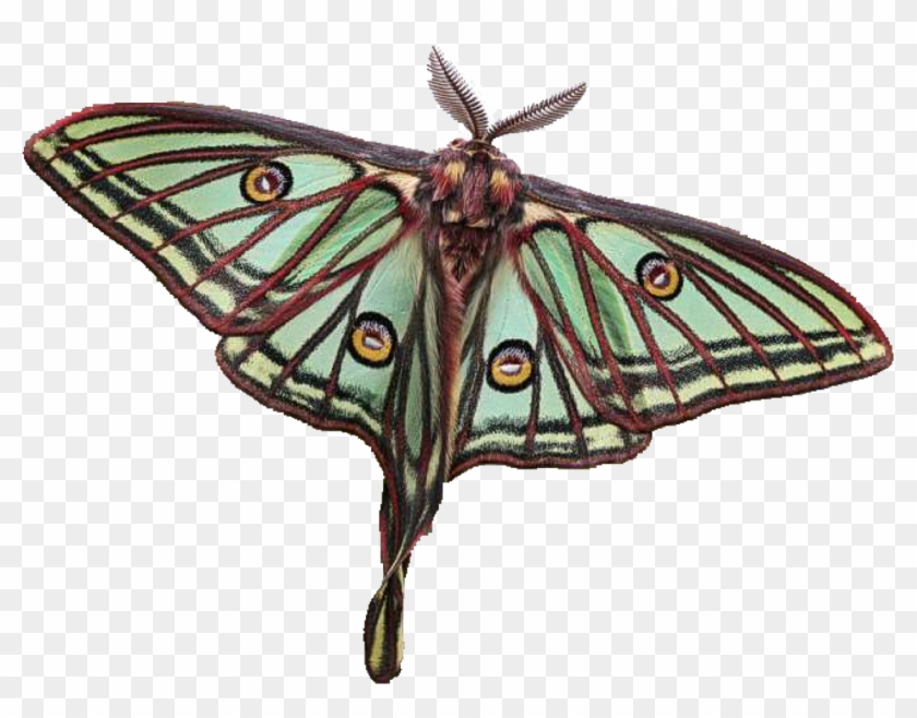 Moon Moths - Spanish Luna Moth Tattoo Clipart