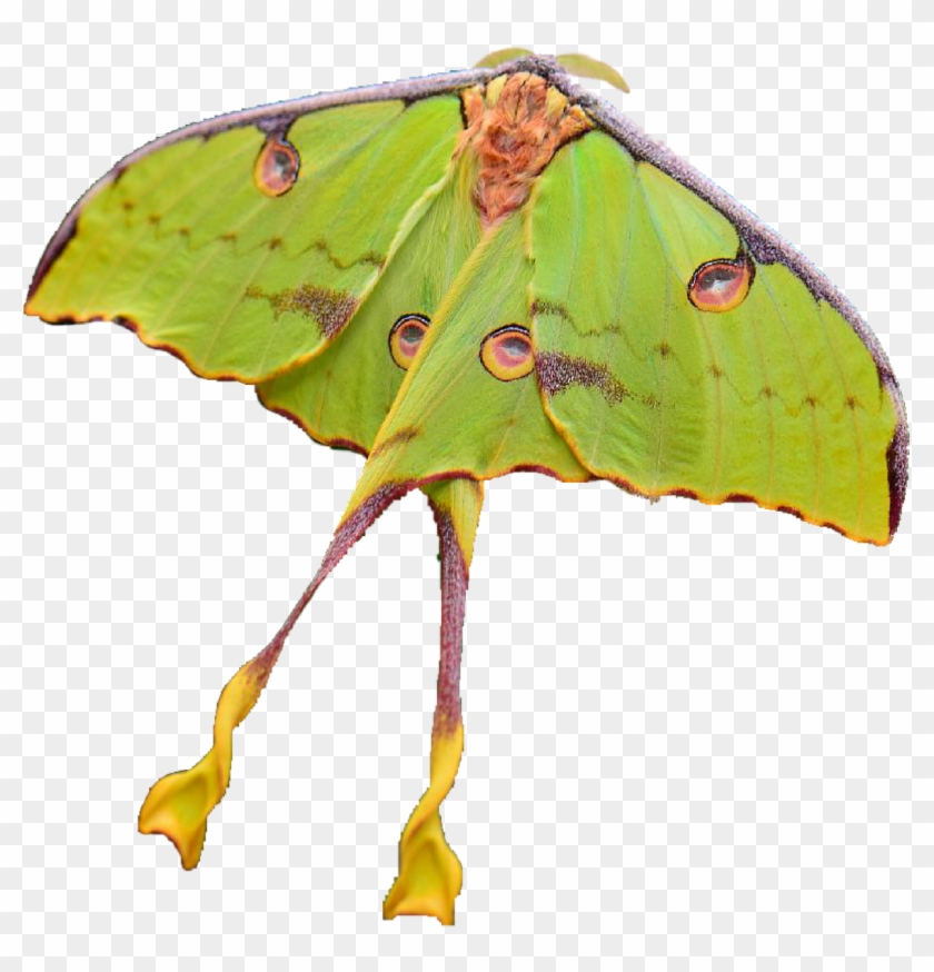 Moon Moths - Luna Moth Clipart #3654764