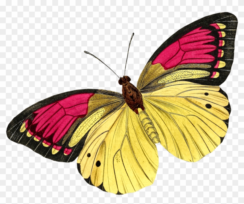 0 105737 Ac315071 Orig Butterfly Drawing, Butterfly - Lepidoptera Clipart