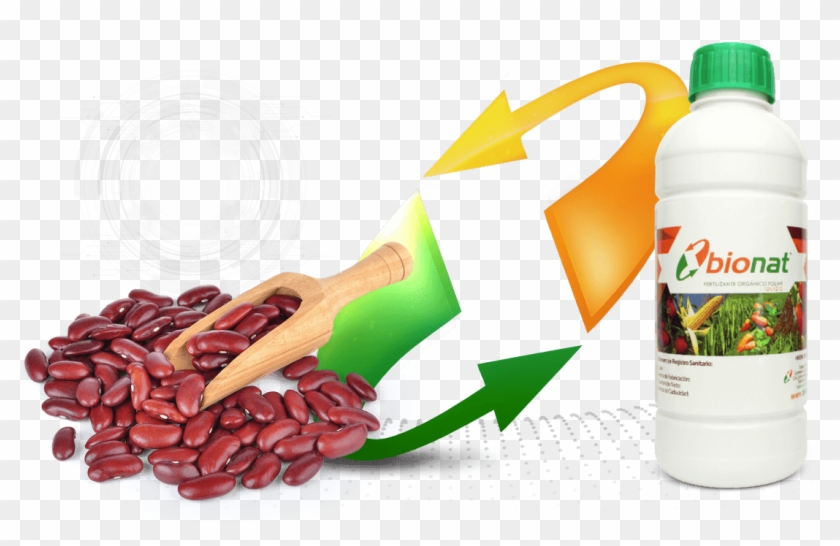 Frijoles - Kidney Beans Clipart