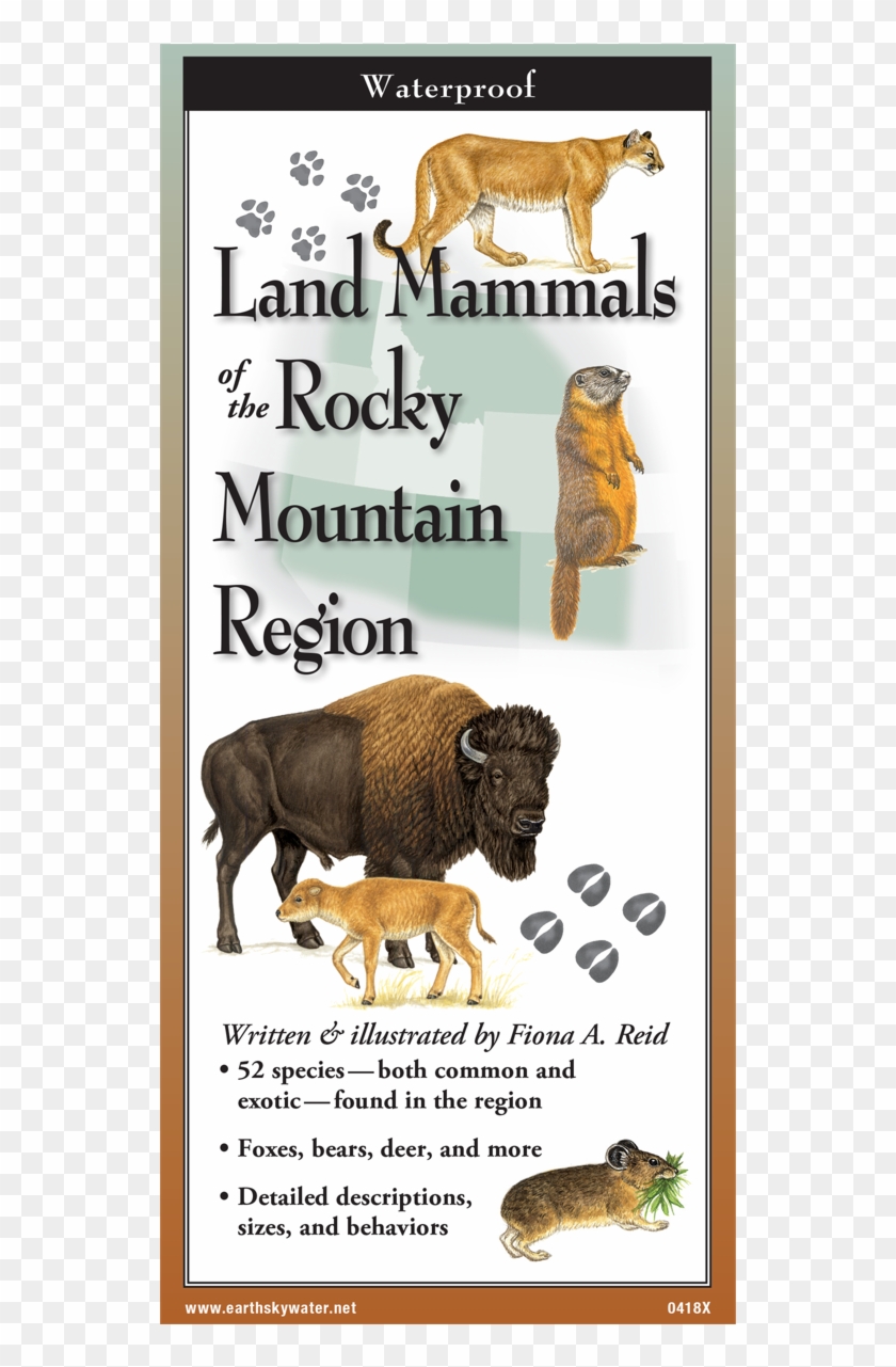 Shopping Cart -  -  - Bison Clipart