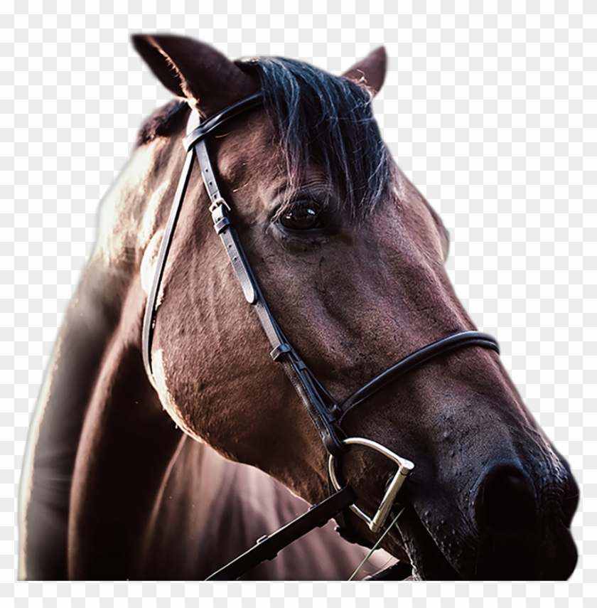 Racing Tournaments $300,000 Won Weekly Bet For Just Clipart #3656440