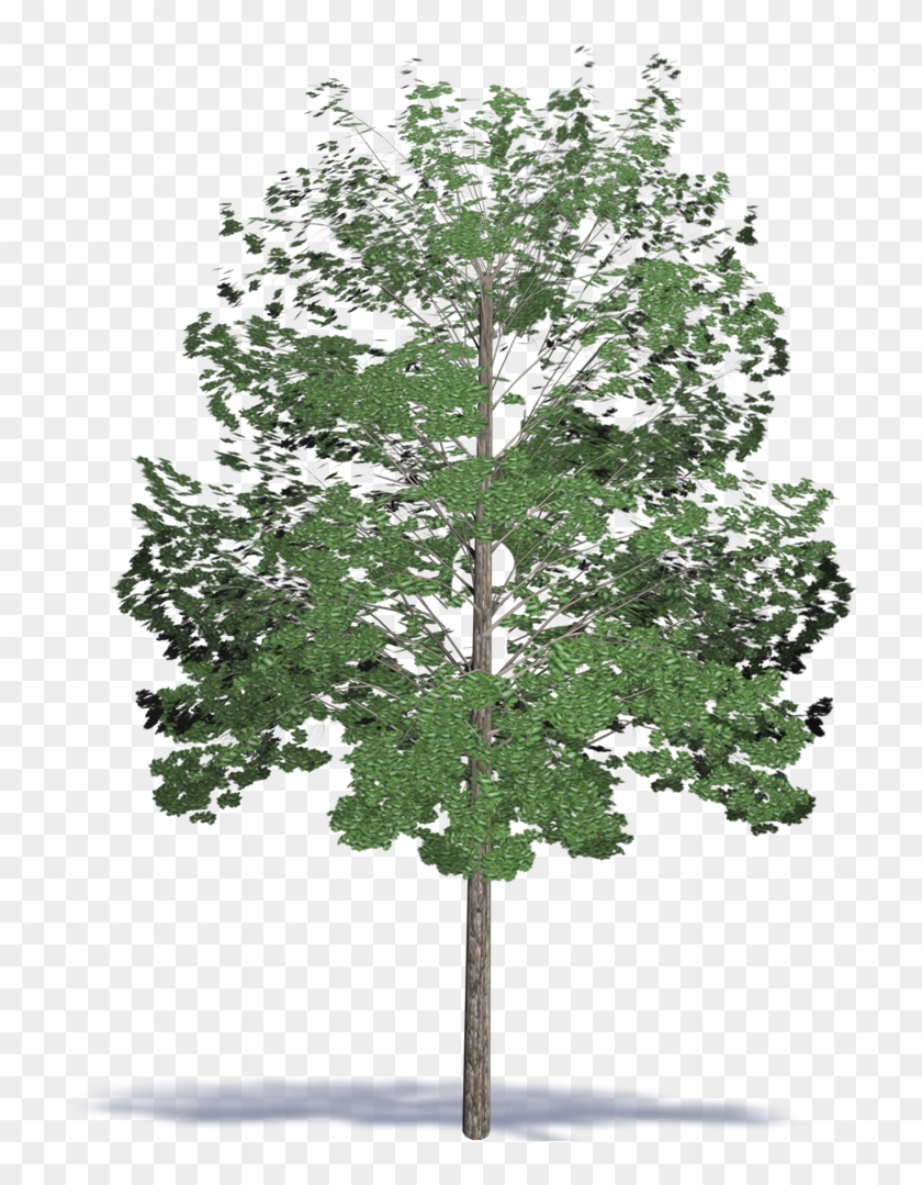Acacia Hardwood - Maple Clipart