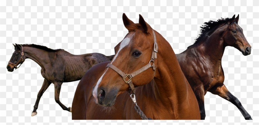Secretariats Living Legends Race Horses, Horse Racing, - Sorrel Clipart #3657285