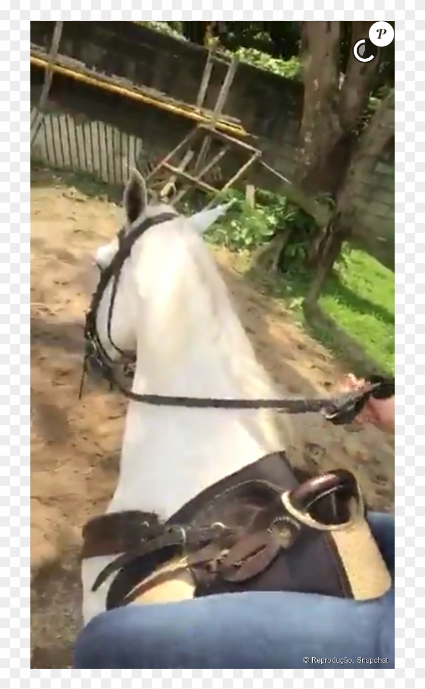 Atriz Fez Amizade Com Cavalo - Stallion Clipart #3658684