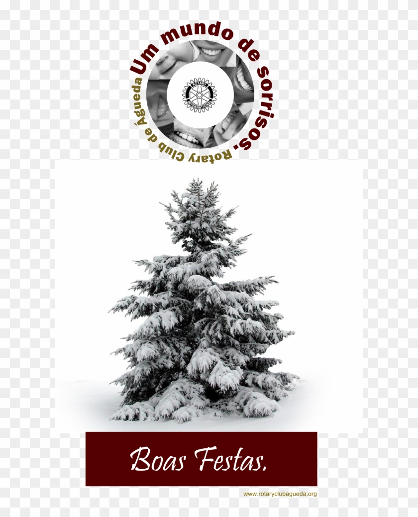 O - 3d Spruce Tree With Snow Clipart