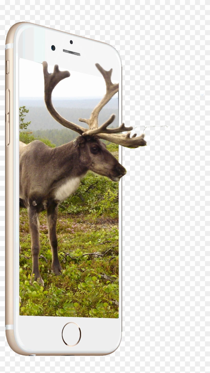 Consumers Want More From Their Mobile Devices And Want - Reindeer Clipart
