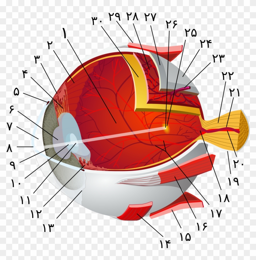 Eye-diagram No Circles Border In Farsi Numbers A - Anatomie Oog Latijn Clipart #3660310