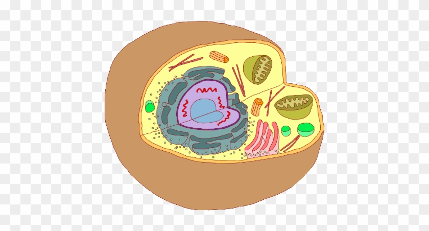 Celula Animal - Imagenes De Celula Png Clipart