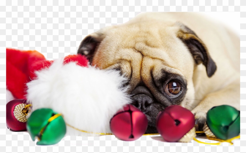 Pngs De Natal - Christmas Pug Clipart