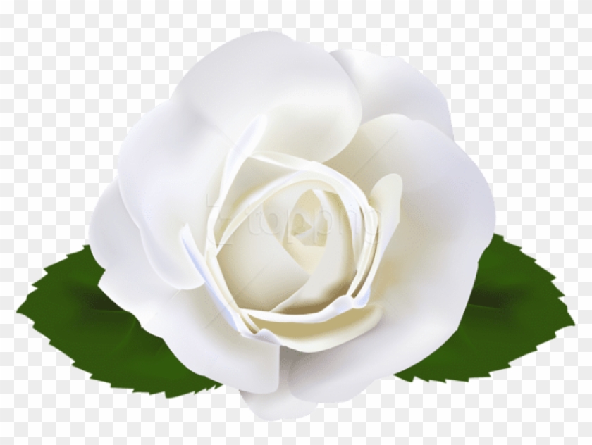 Free Png Download White Rose Transparent Png Images - Rose Clipart