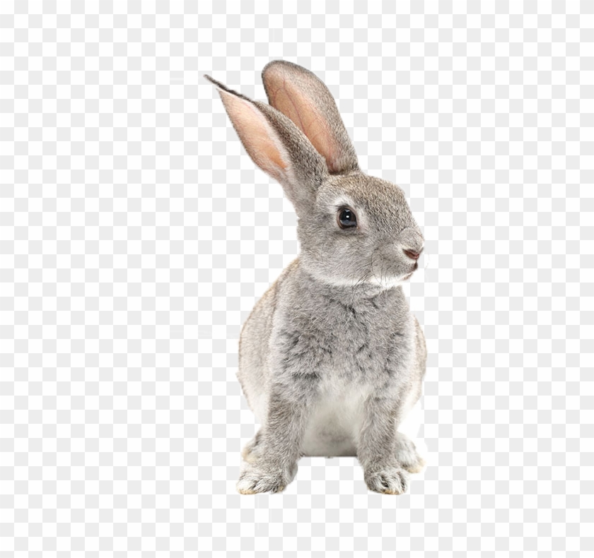 Lapine Sur Fond Blanc Clipart #3663758