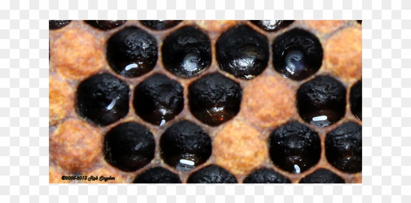 Eggs On Cell Walls - Honeycomb Clipart