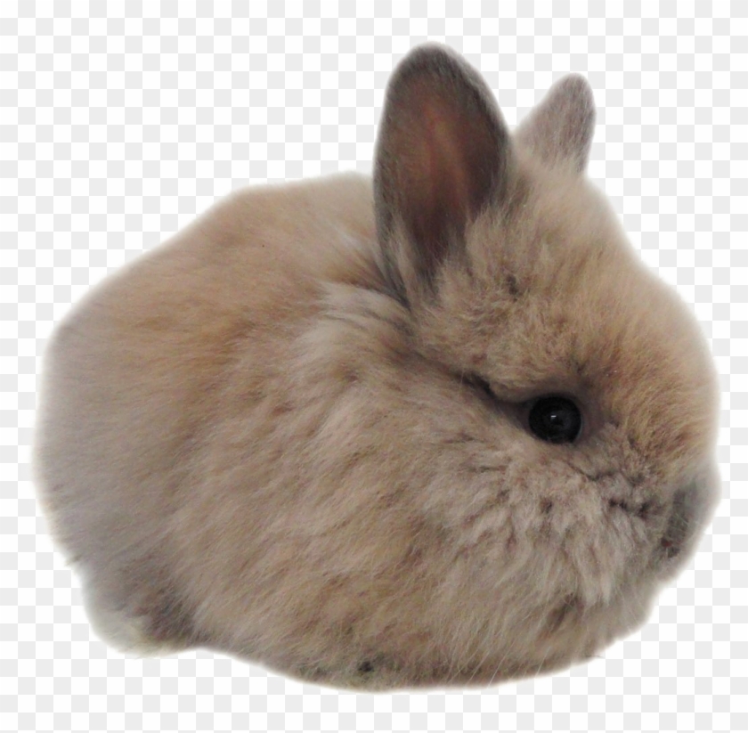 Bunny Rabbit Clipart #3664699