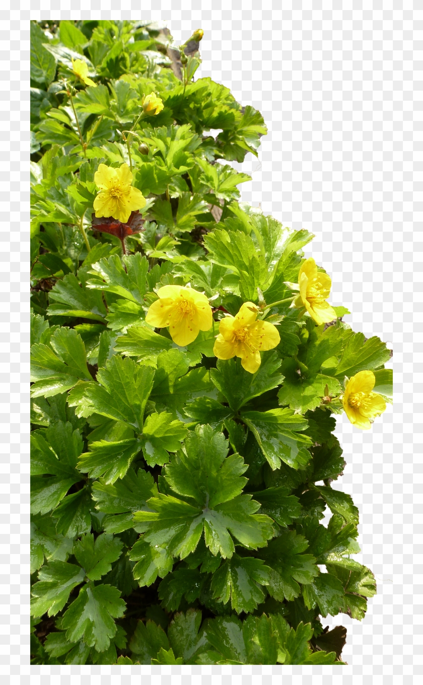 Flower Pictures, Free Photos, Free - Png ขอบ ใบไม้ Clipart