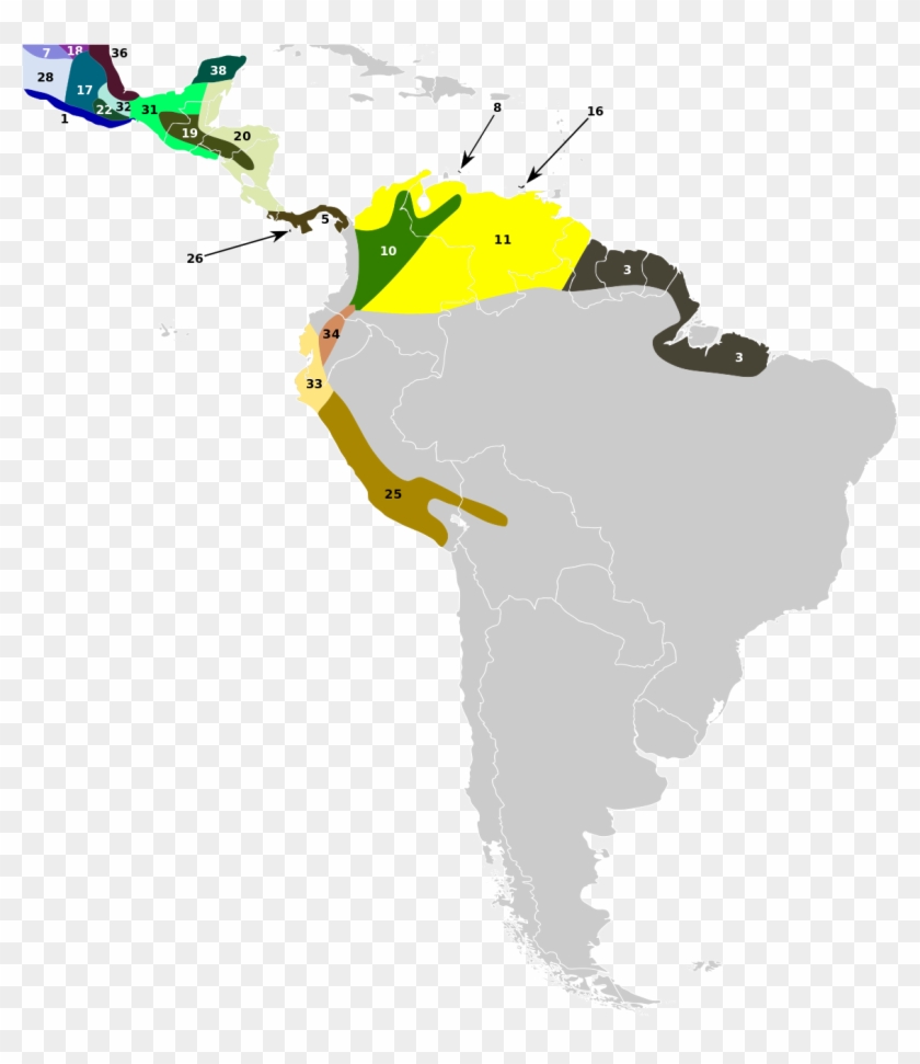 White Tailed Deer South America Clipart