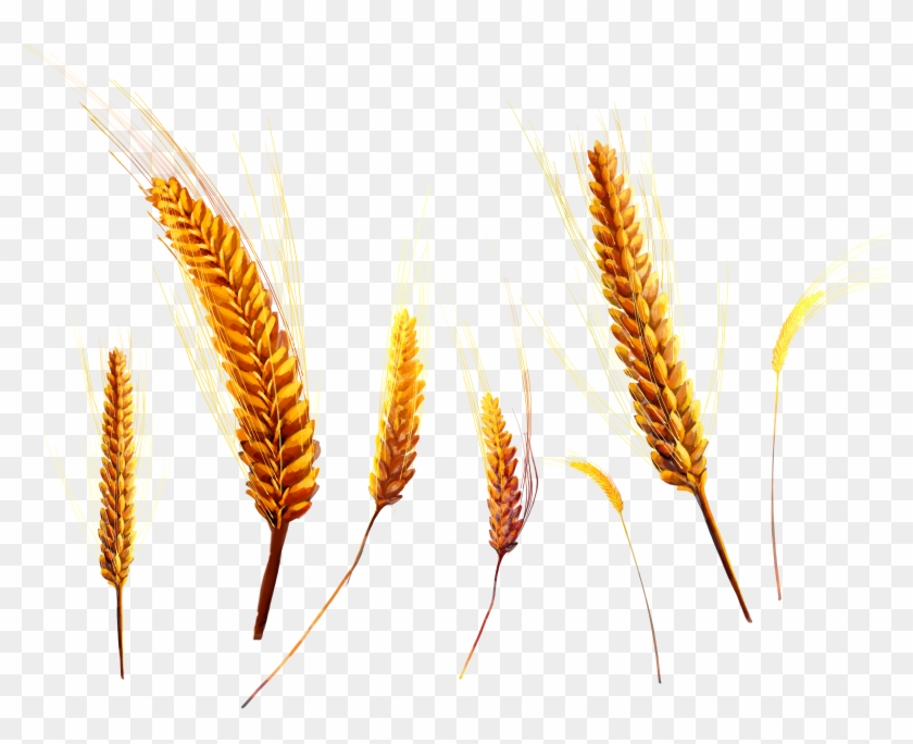 Wheat Clipart #3666903