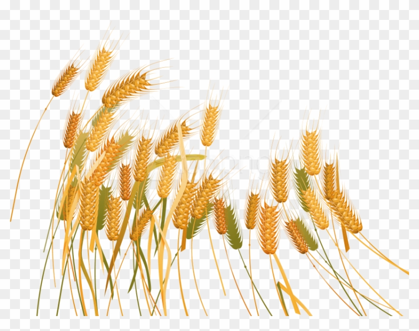 Free Png Download Wheat Png Images Background Png Images - Wheat Clipart #3667391