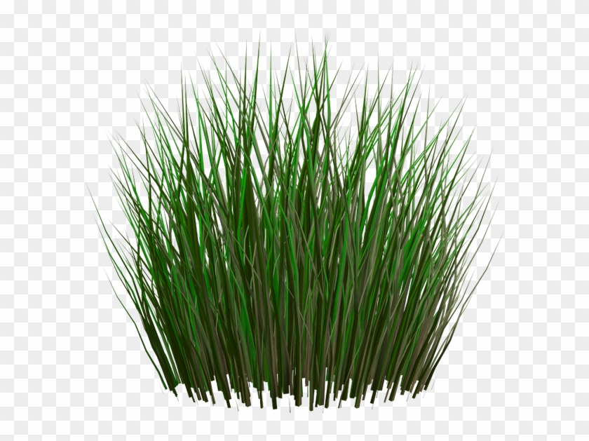 Зеленые Листья Камыша, Болотная Трава, Камыш - Tall Grass Transparent Background Clipart #3667851
