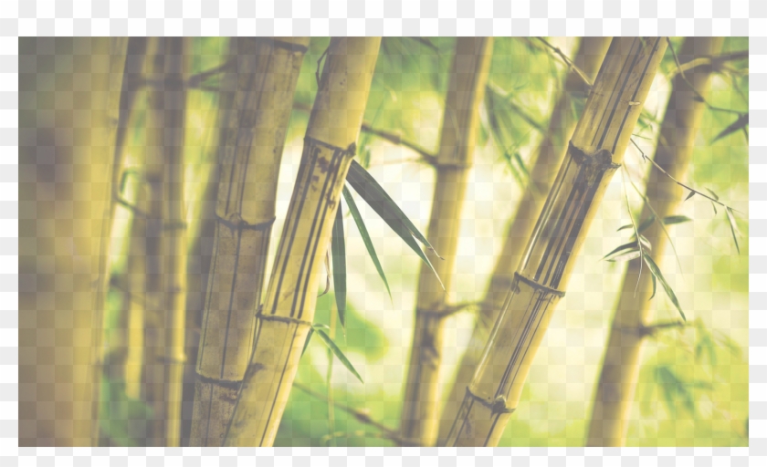 Romper Hojas Verdes 100% Bambú Clipart #3667901