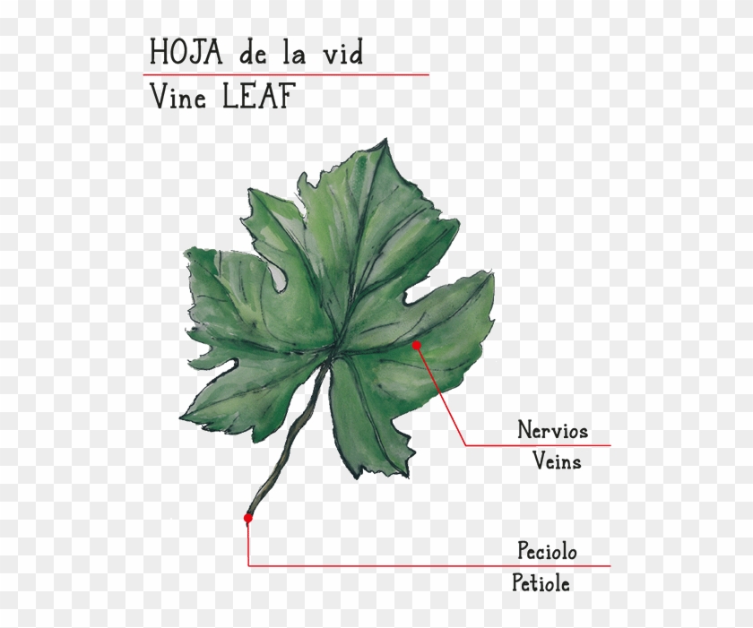 Viñas De Miedes White - Maple Leaf Clipart #3668114