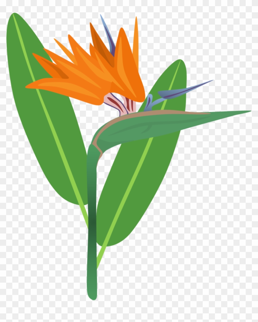 Bird Of - Bird Of Paradise Plant Cartoon Clipart