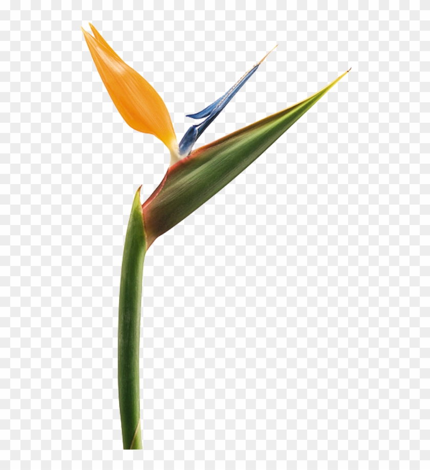 Strelitzia Reginae Aiton Bird Of Paradise, Familia - Bird Of Paradise Transparent Clipart