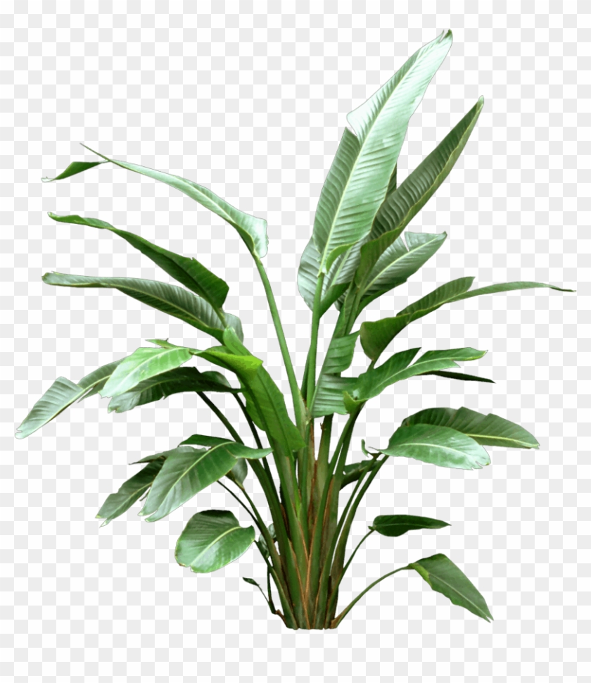 White Bird Of Paradise - Birds Of Paradise Plant Vancouver Clipart