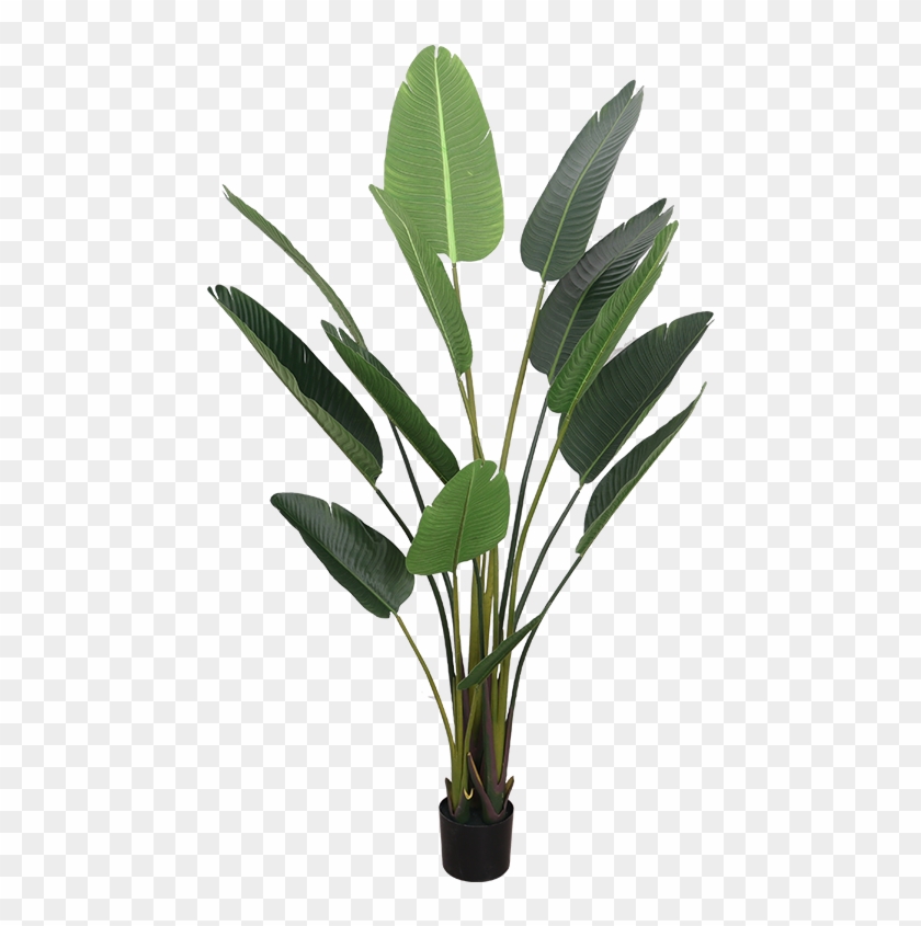 Simulation Traveler Banana Plant Landing Bird Of Paradise - Plant Png Swiss Cheese Clipart #3668330