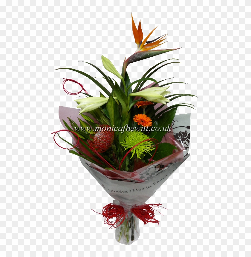 Bird Of Paradise - Houseplant Clipart #3668391