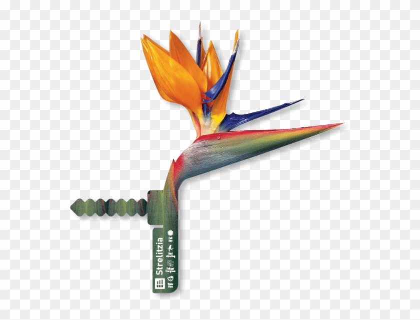 Heliconia Clipart #3668420