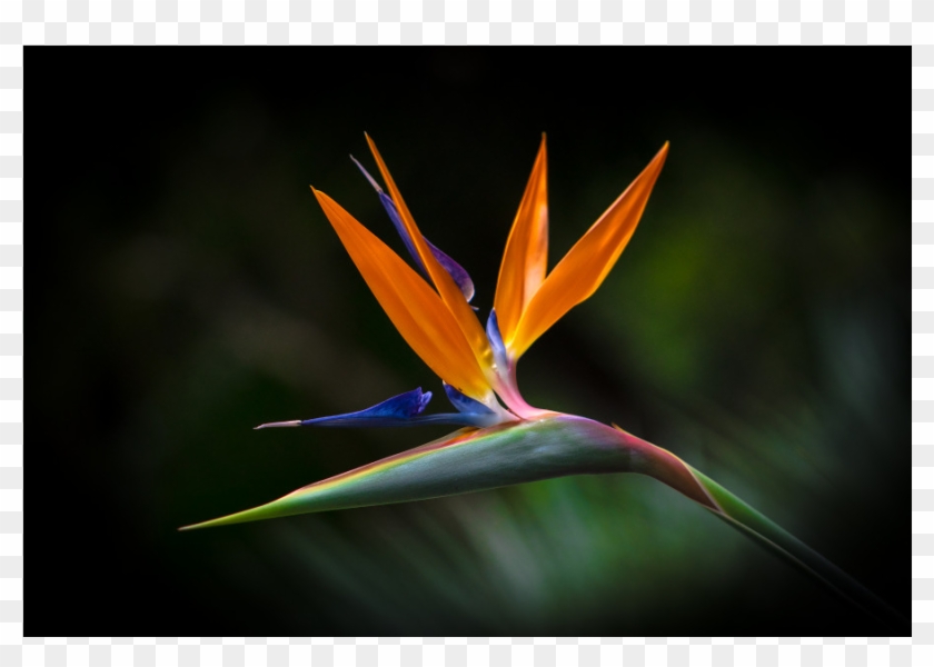 The Shop - Bird Of Paradise Clipart #3668579
