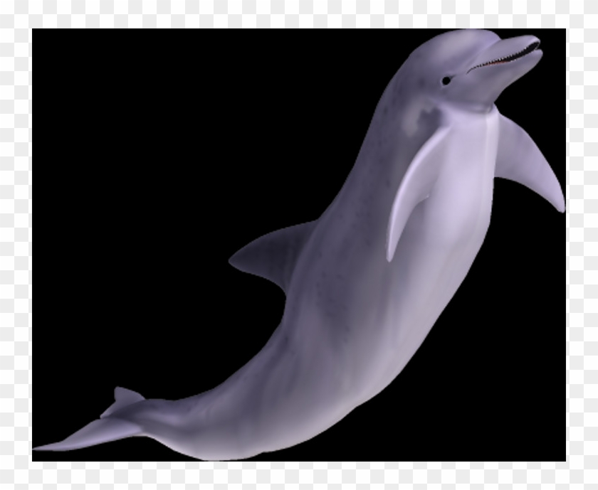 Common Bottlenose Dolphin Clipart #3668909