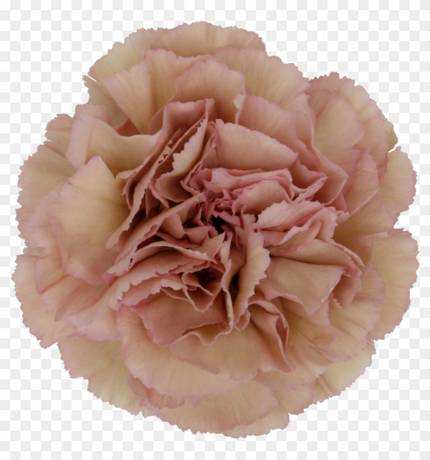 Creola Carnation - Carnation Clipart