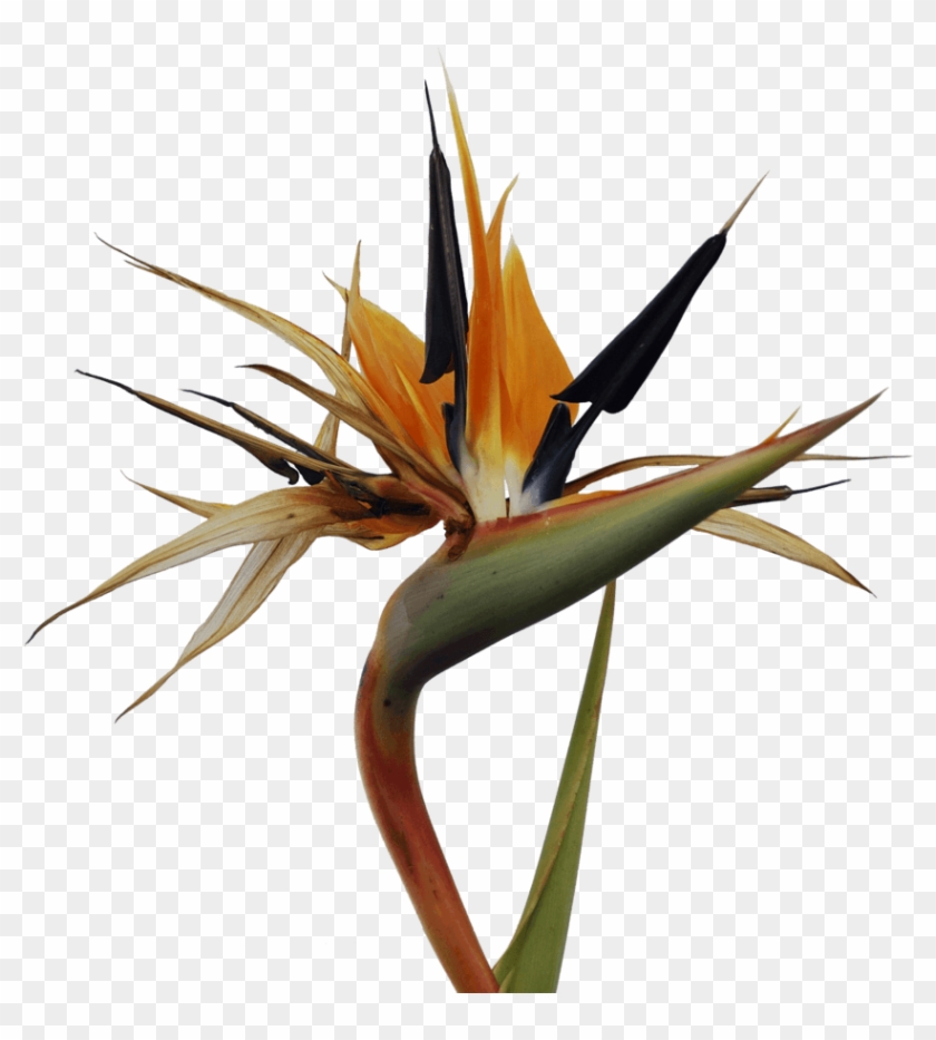 Bird Of Paradise Clip Art - Bird Of Paradise Flower - Png Download