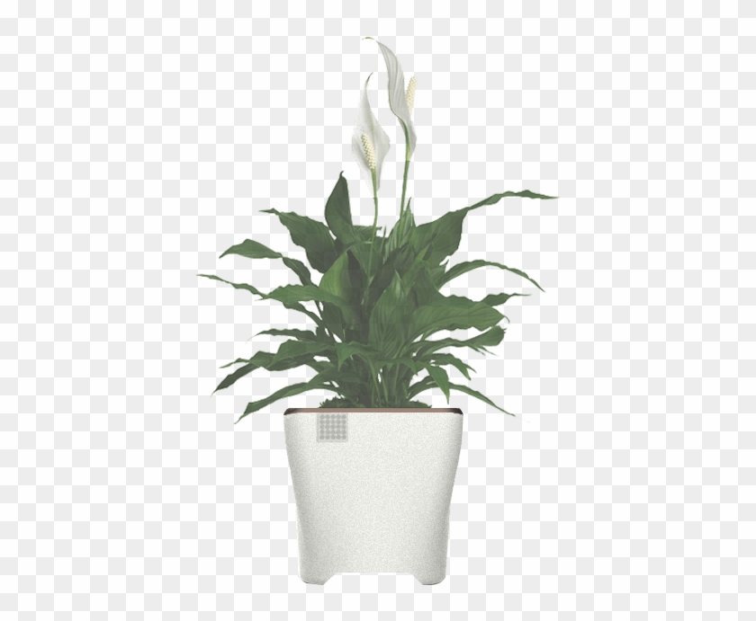 Book Yours Now - Spathiphyllum Plant Clipart