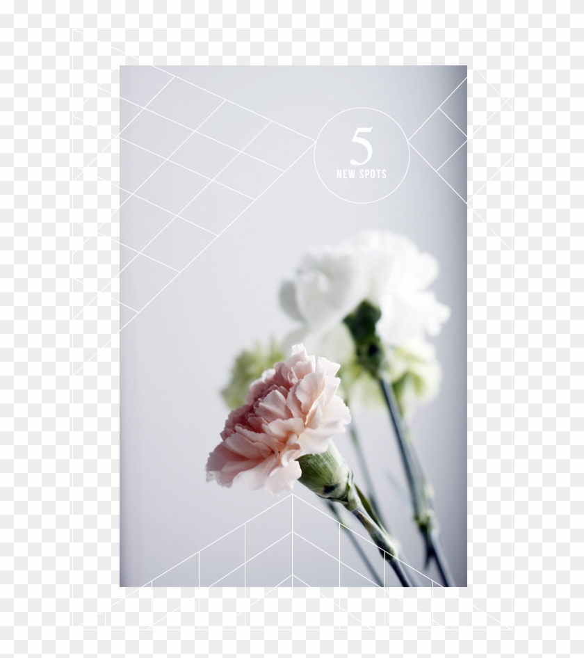 Blog Milk The Blog - White Carnations Iphone Clipart