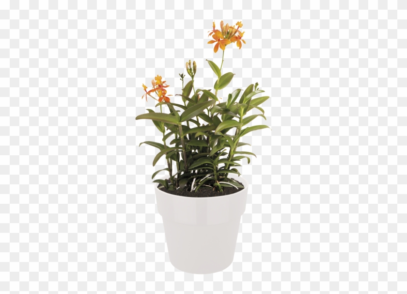 Home > Collection > B - Acianthera Luteola Clipart
