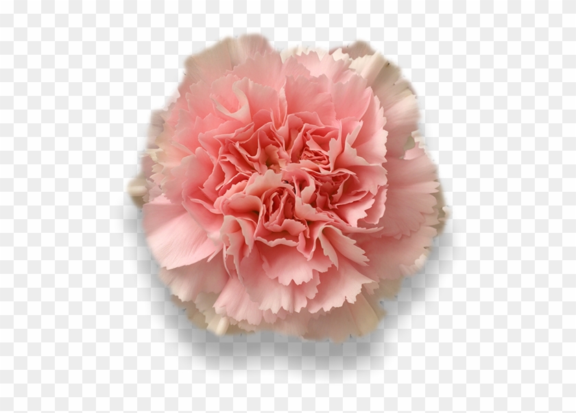 Damina - Gamma Phi Beta Carnation Clipart