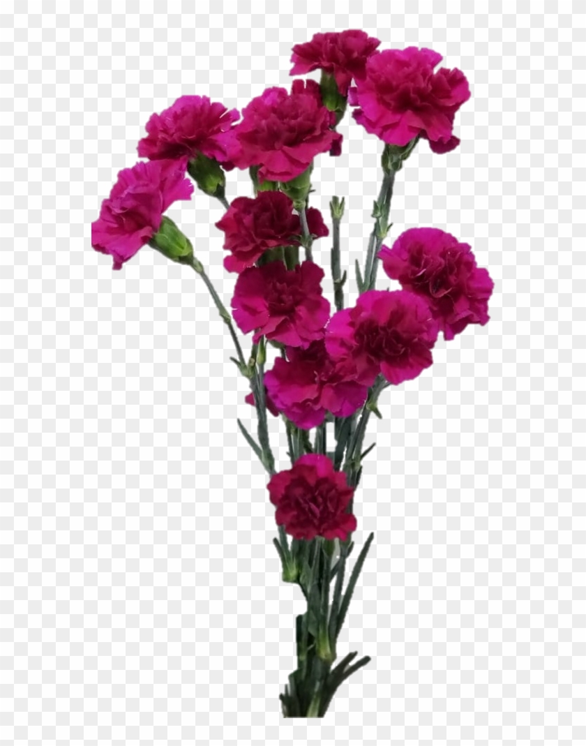 Spray Carnation - Bouquet Clipart #3669374