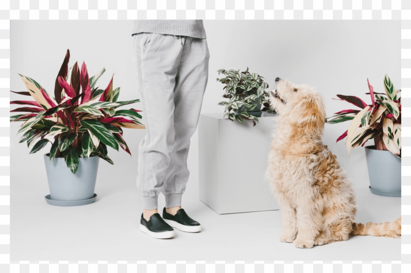 We're Here To Help You Find The Perfect Plant For Every - Goldendoodle Clipart