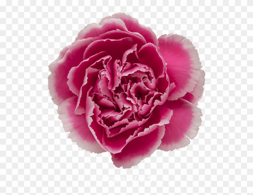 Colibri Flowers Carnation Soraya, Grower Of Carnations, - Carnation Clipart #3669660