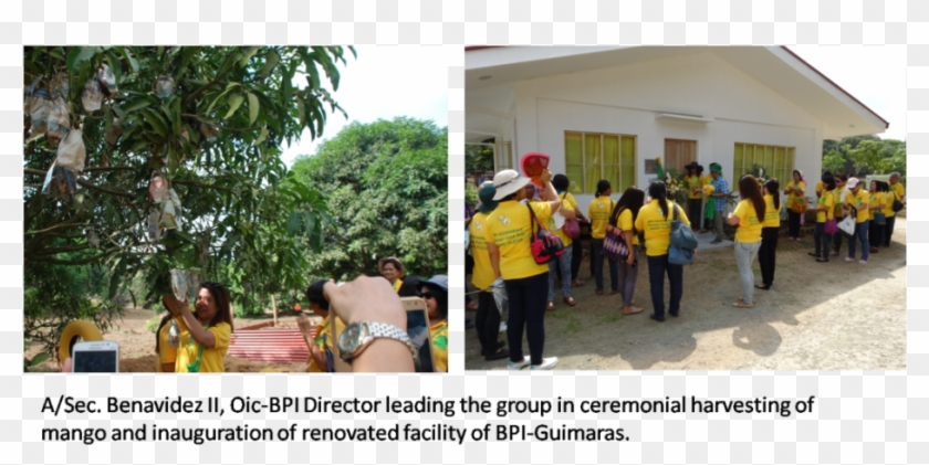 The Bureau Of Plant Industry Guimaras National Crop - Tree Clipart #3669771